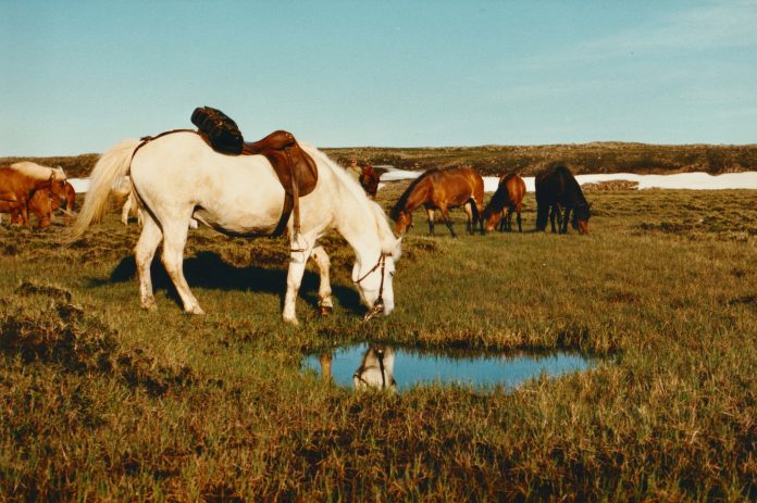Hestar þurfa góðan aðgang að vatni